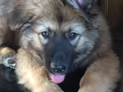 Edsel Voom's Von Champ.jpg