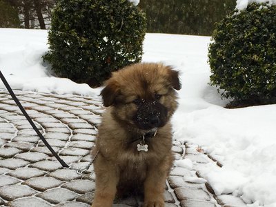 Edsel Voom's Von Champ.jpg sitting.jpg