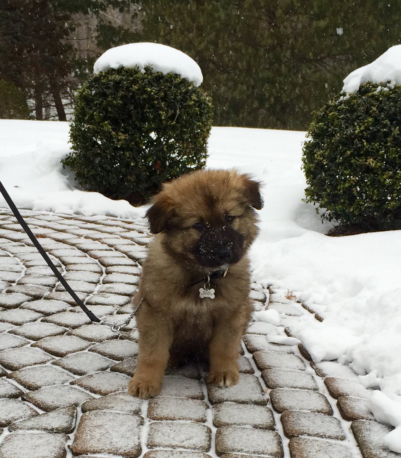 Edsel Voom's Von Champ.jpg sitting.jpg