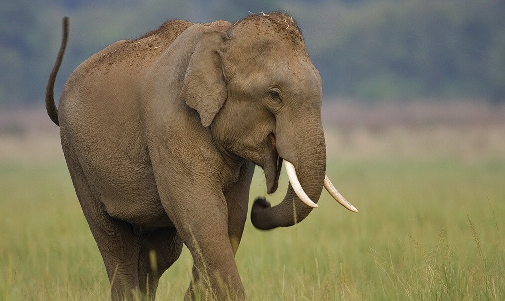 Asian Elephant.