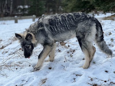 Ellie from the muscle car litter.jpg
