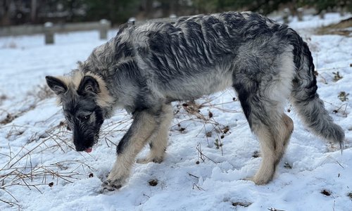Ellie from the muscle car litter.jpg