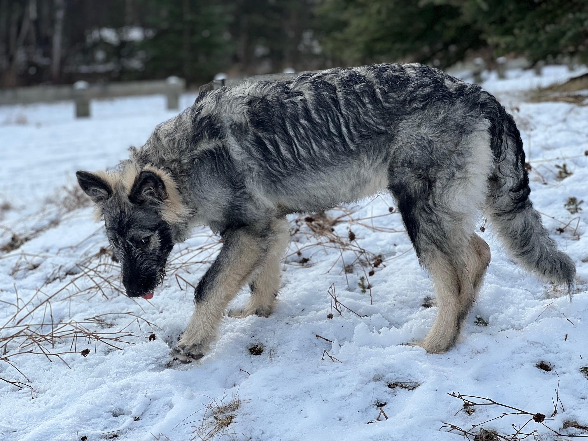 Ellie from the muscle car litter.jpg