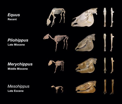 Equine Evolution.jpg