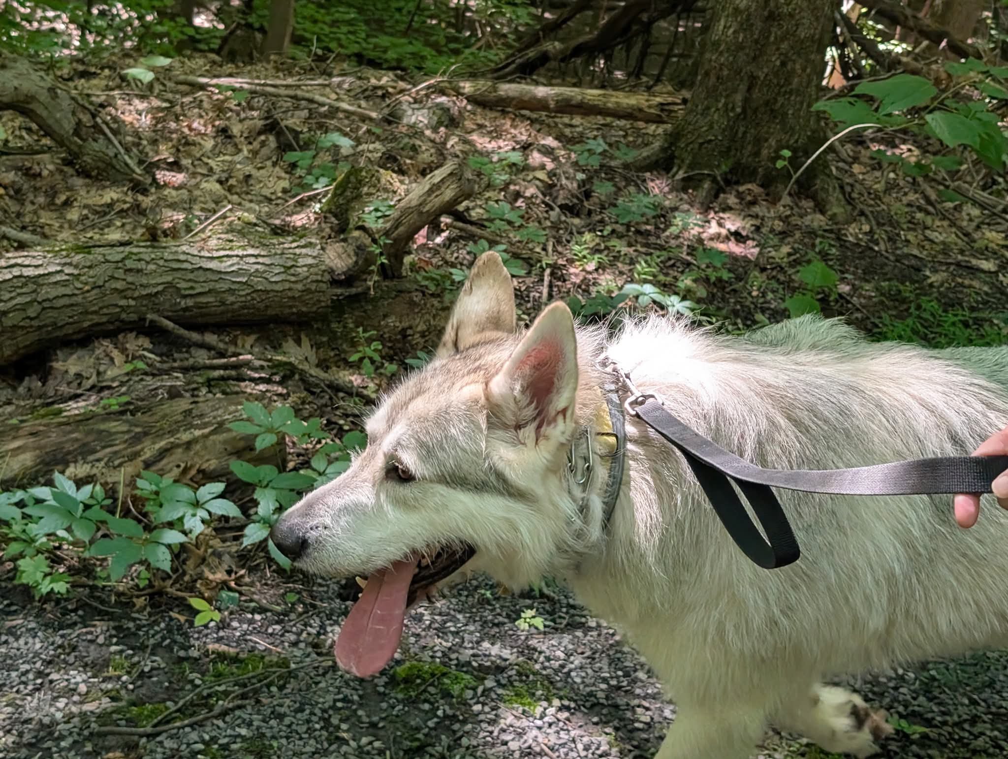 Essex on the leash.jpg