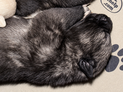 Curio - 2 weeks old