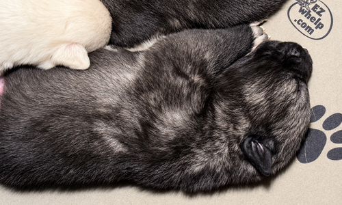 Curio - 2 weeks old