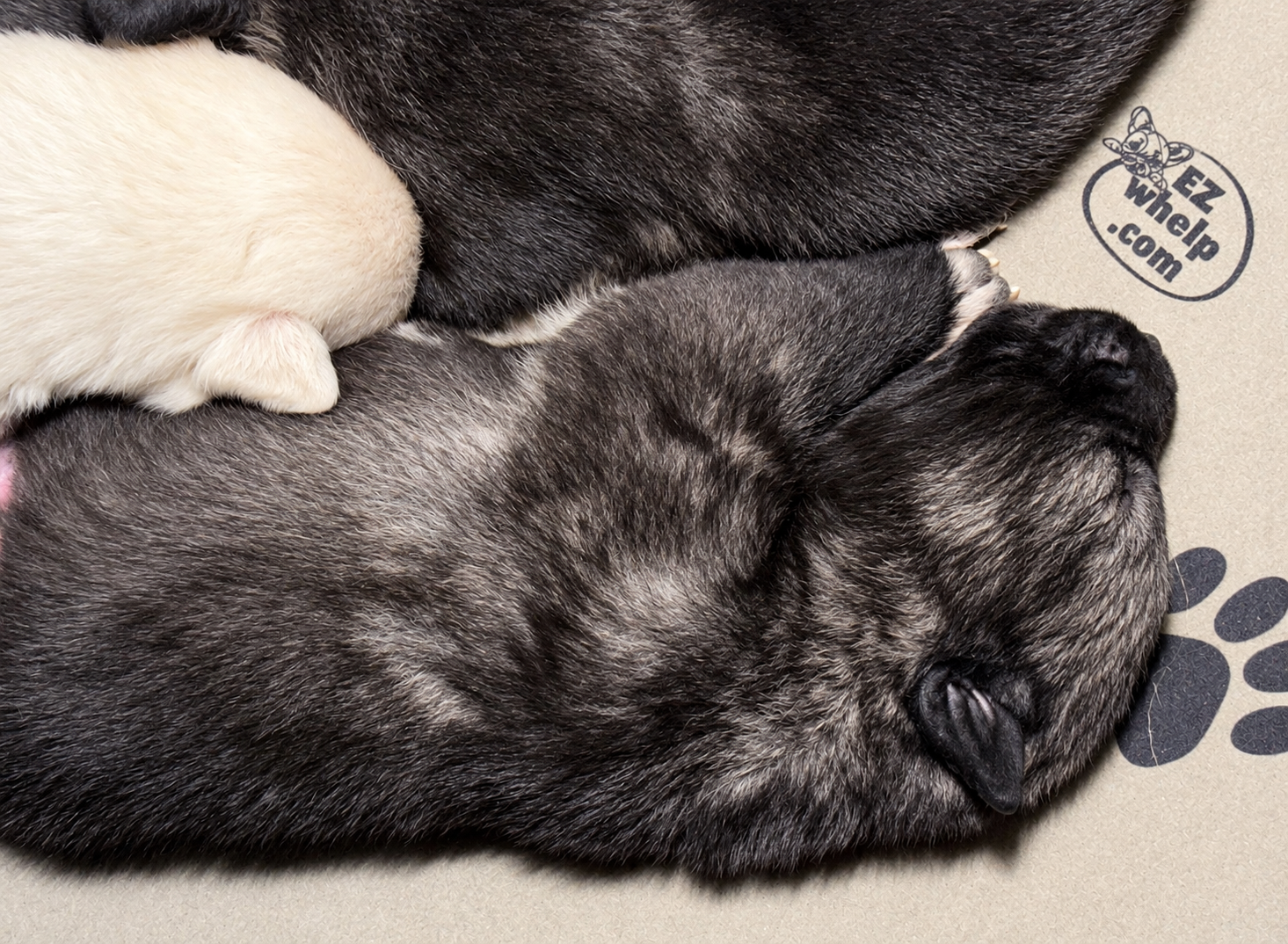 Curio - 2 weeks old