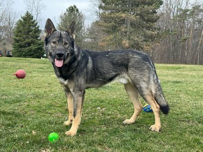 Finn standing with balls.jpg