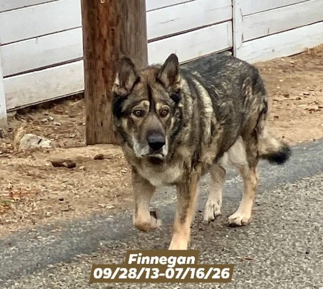 Finnegan ( lobo Summer rain).jpg