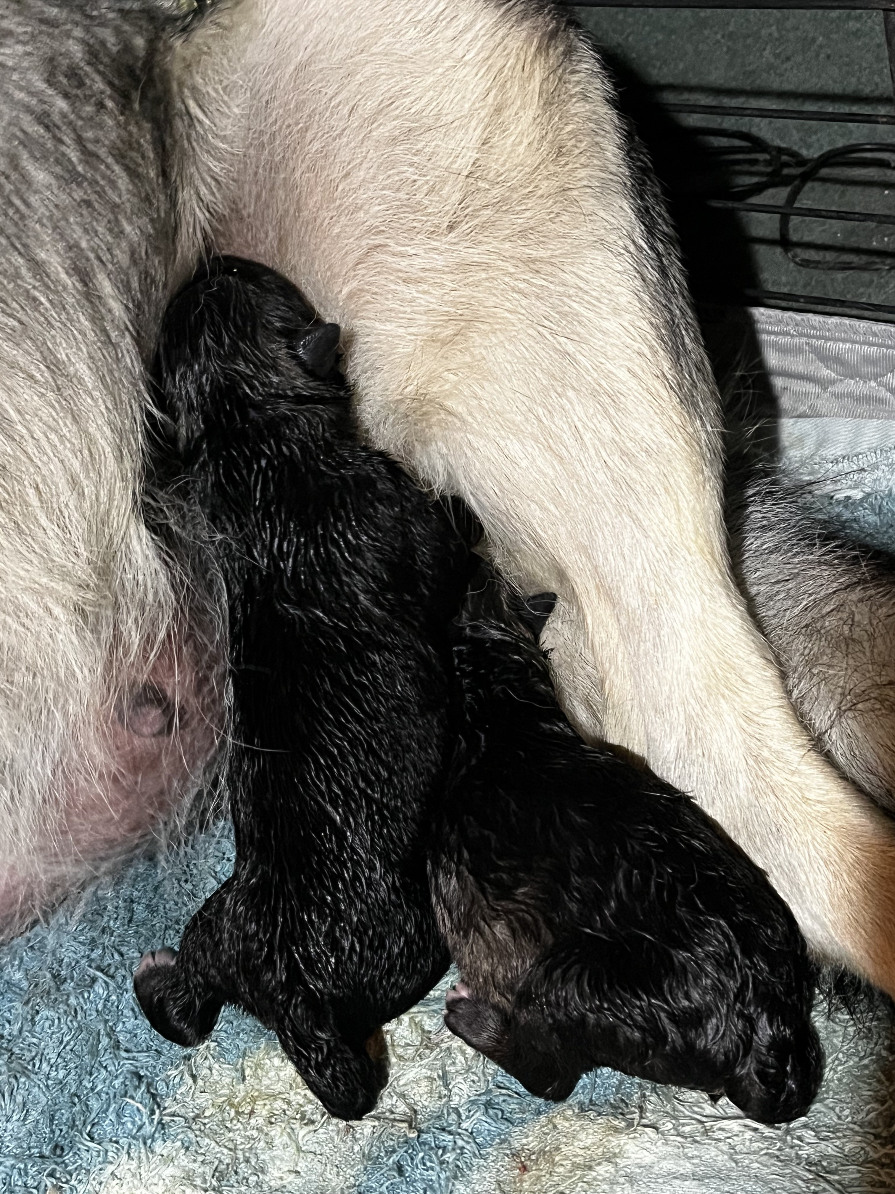 Fraggle Rock newborns.jpg