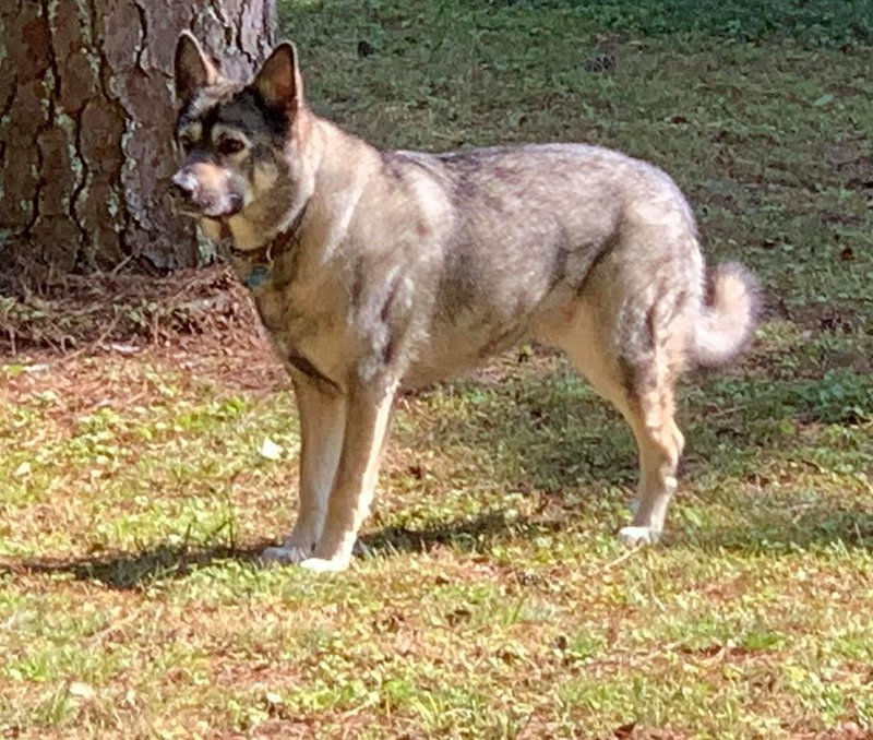 GENTLEMAN JACK DURANGO.jpg cropped.jpg