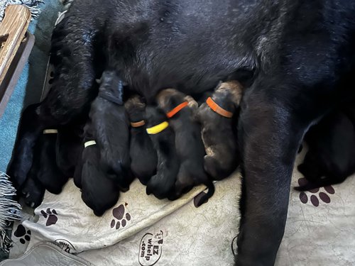 Galena feeding her puppies.jpg 2.jpg