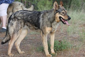 Gamera - 11 months old.JPG