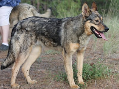 Gamera - 11 months old.JPG