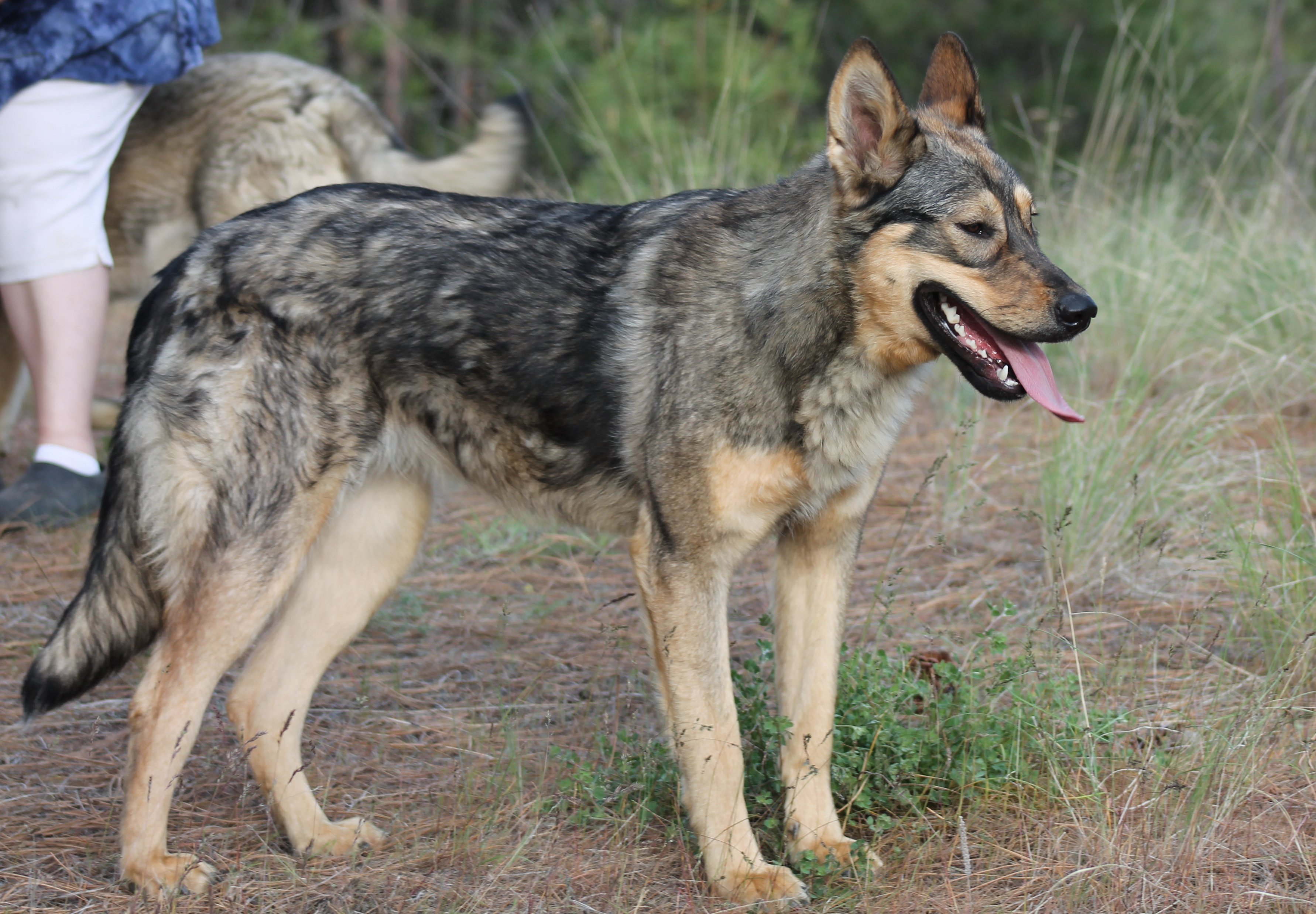 Gamera - 11 months old.JPG