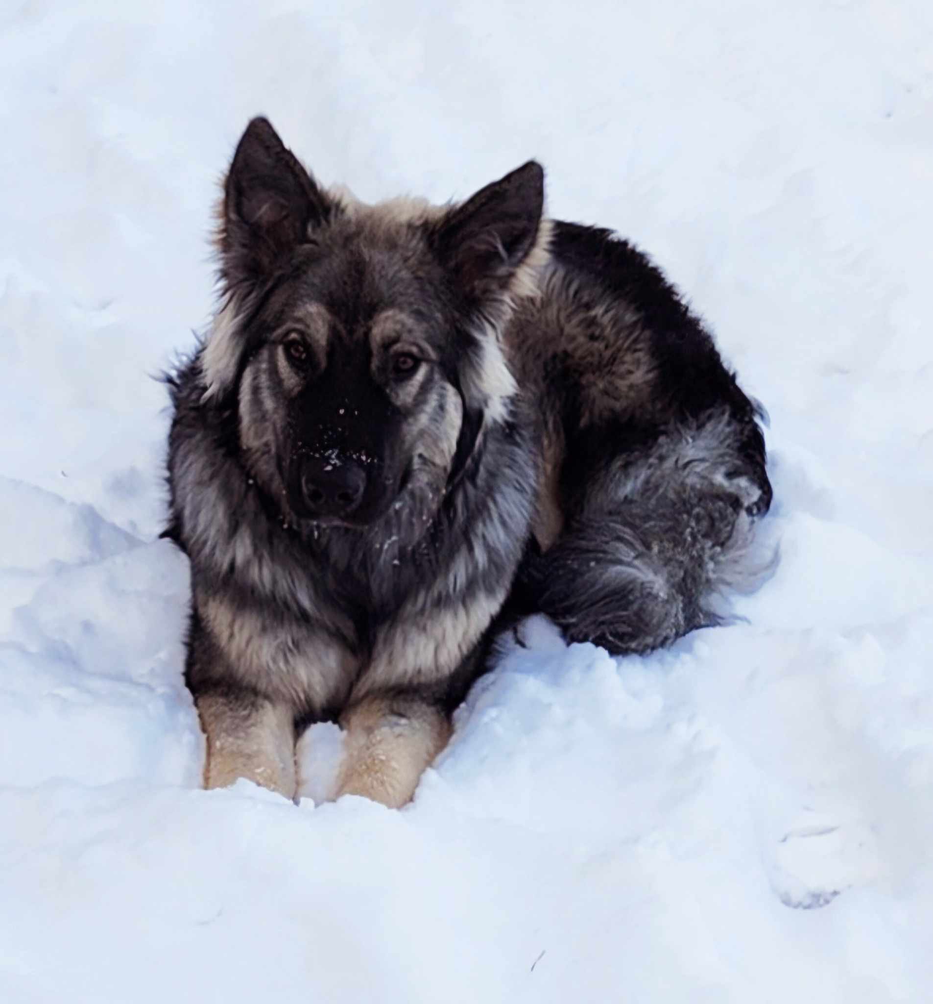 Godzilla Skoll in snow.jpg