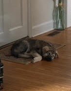 Goliath appollo sleepin.jpg cropped.jpg