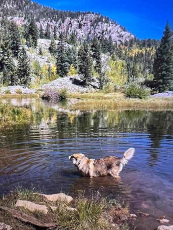 Gracie in water.jpg