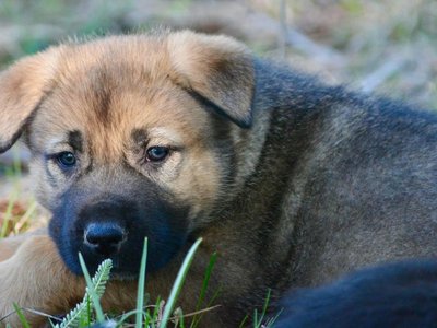 Grizzly Adams @ 6 Weeks Old.jpg