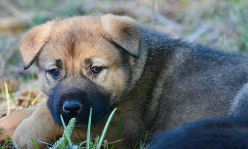 Grizzly Adams @ 6 Weeks Old.jpg