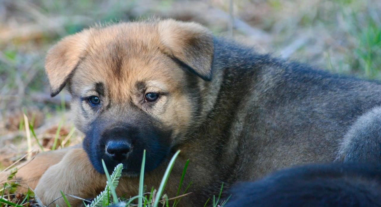 Grizzly Adams @ 6 Weeks Old.jpg