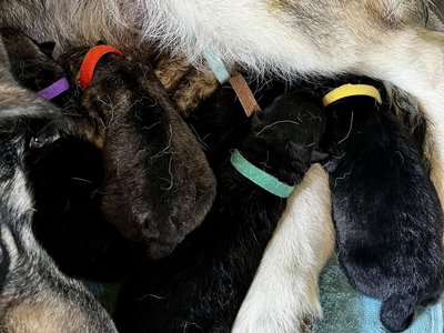 Happy Days litter - newborn.jpg