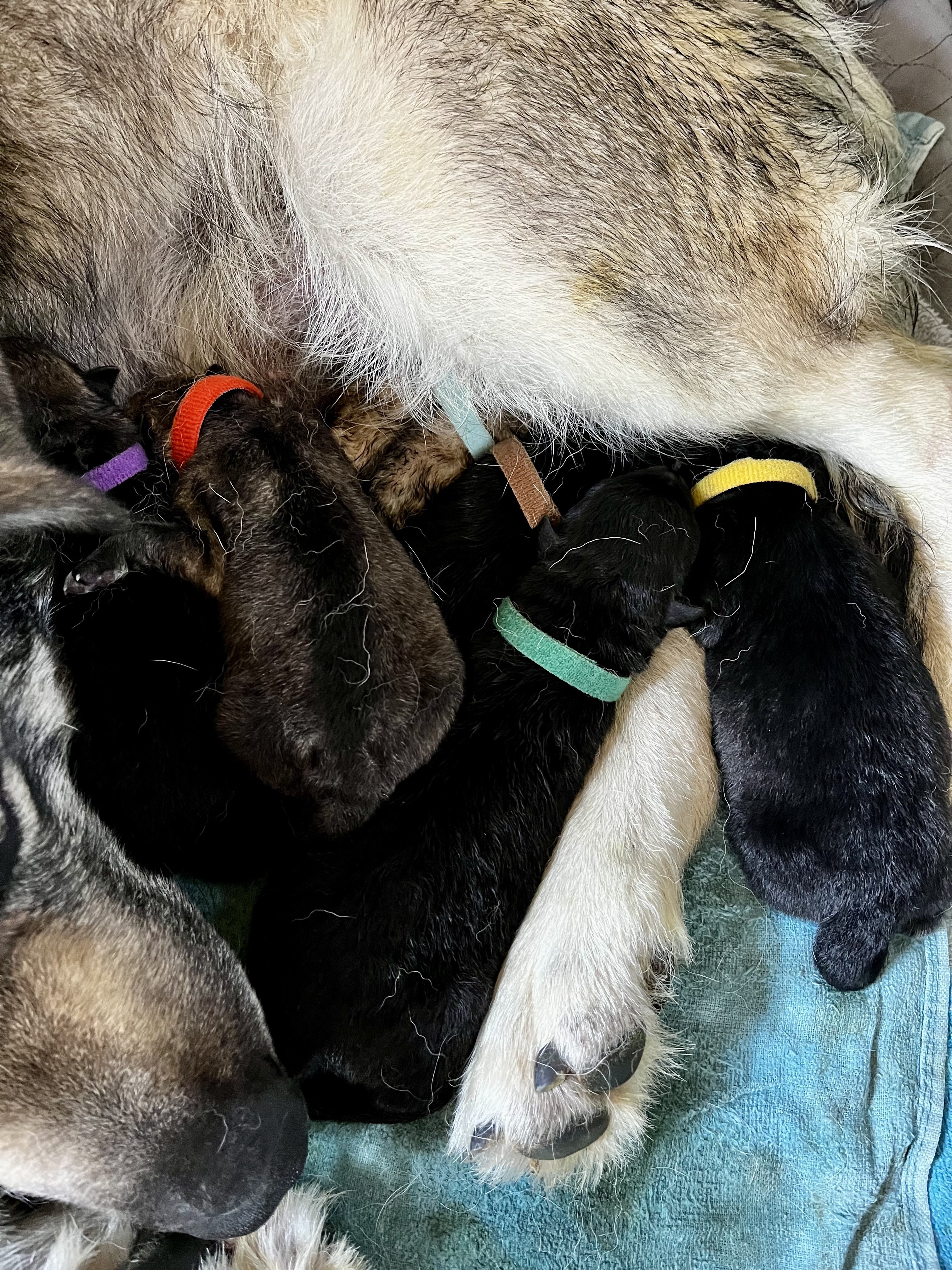 Happy Days litter - newborn.jpg