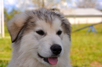Harpo at 9 weeks.jpg