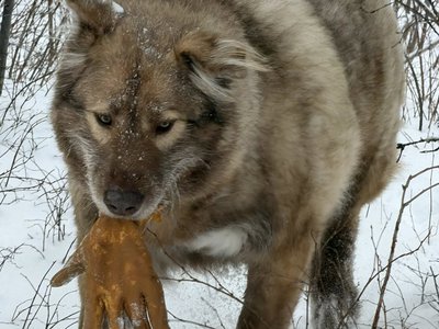 Harry Vallecito's Odin 2026.jpg