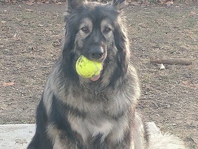 Hercules with ball sitting 2022.jpg