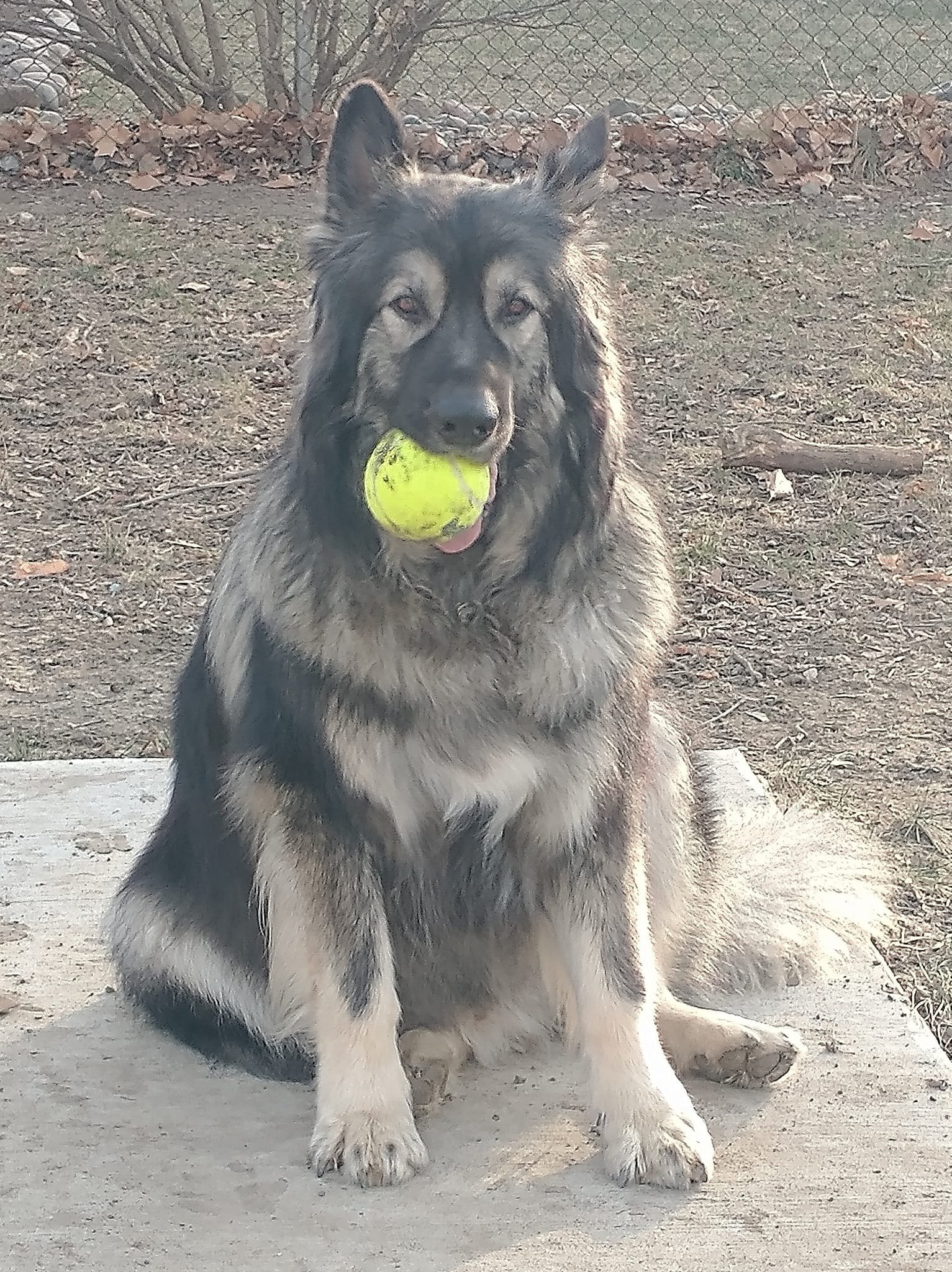 Hercules with ball sitting 2022.jpg