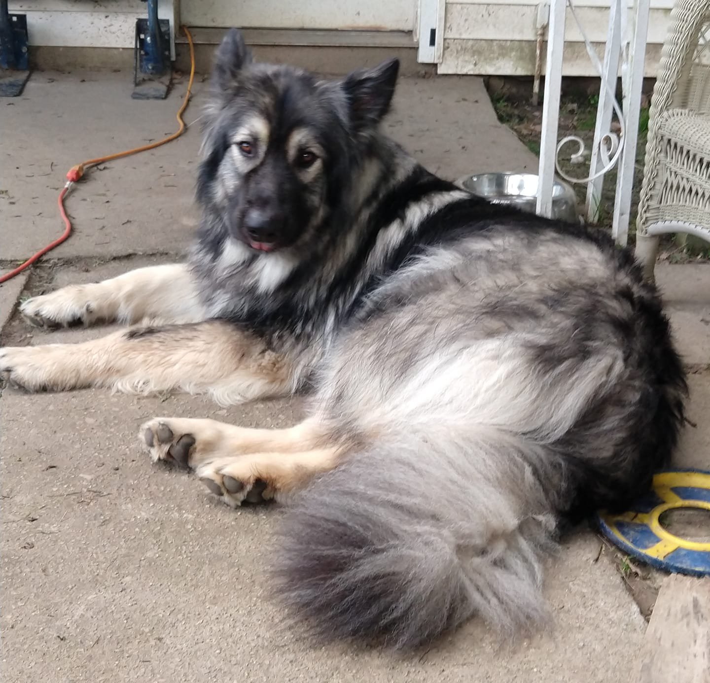 Hercules with his furry bowtie.jpg