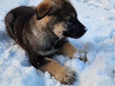 Hyak (Atlas) Giants litter.jpg