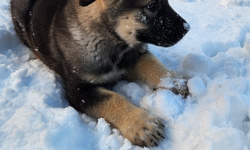 Hyak (Atlas) Giants litter.jpg