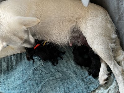 Harvest Litter - Newborn - six puppies