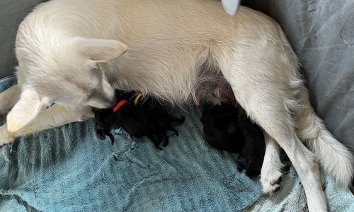 Harvest Litter - Newborn - six puppies