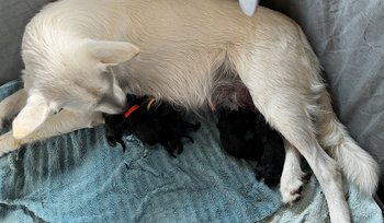 Harvest Litter - Newborn - six puppies