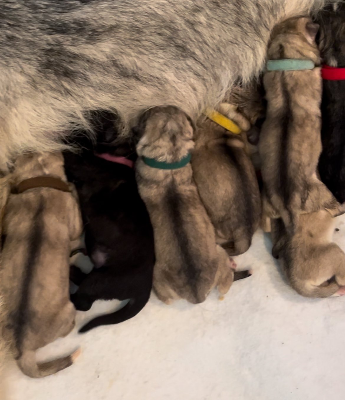 Muscle Car Litter - Newborn - Corvette