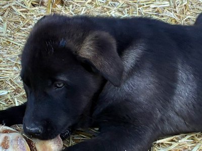 Big Dog Litter - 9 weeks old - Attila3