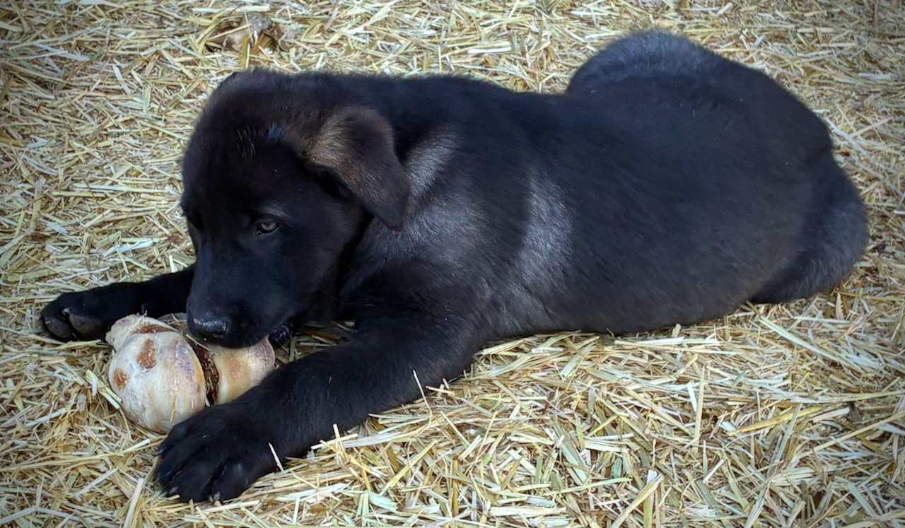 Big Dog Litter - 9 weeks old - Attila3