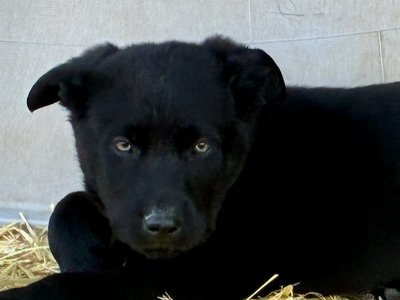 Big Dog Litter - 9 weeks old - Usul 8