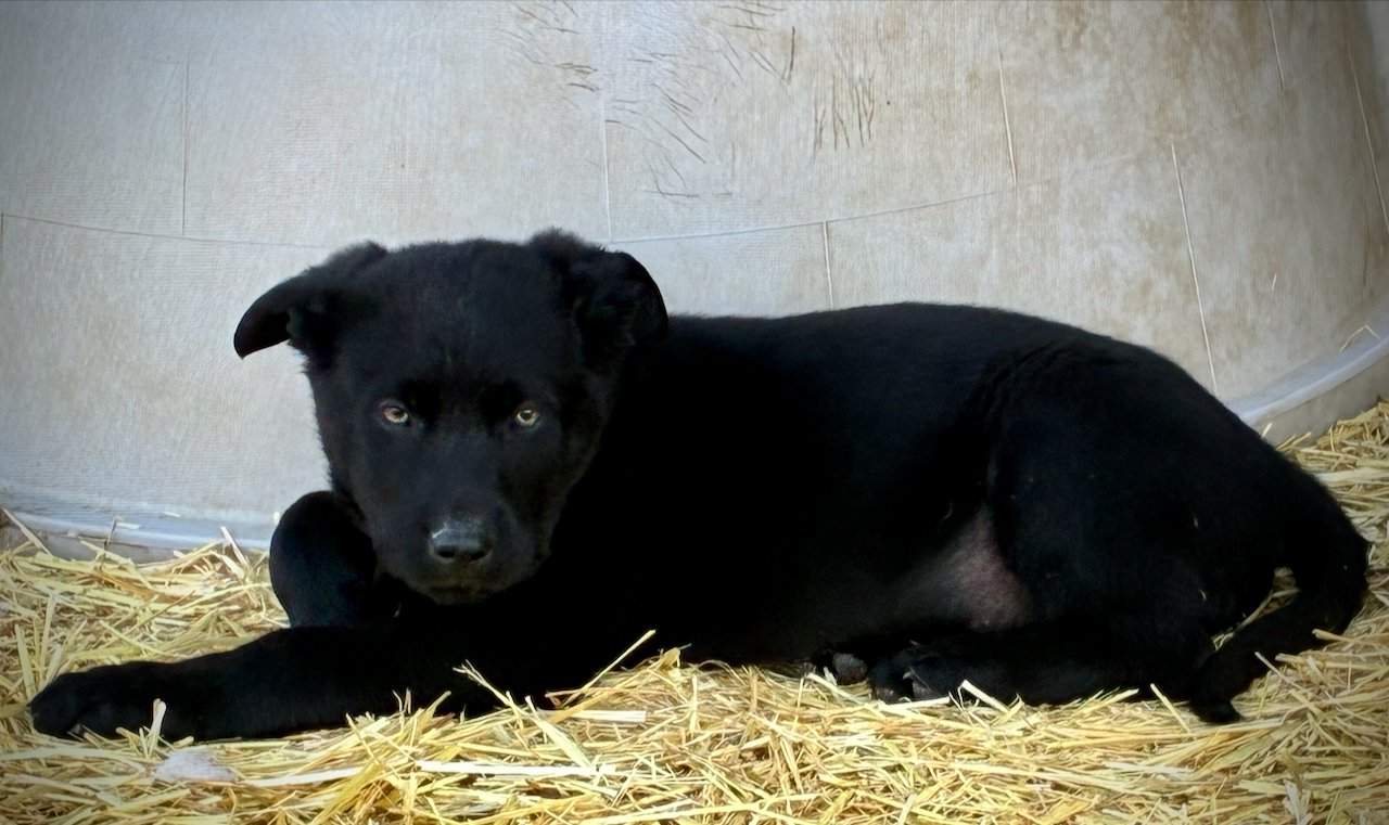 Big Dog Litter - 9 weeks old - Usul 8