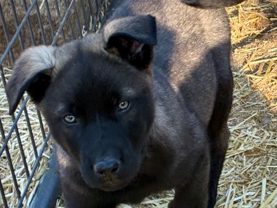 Big Dog Litter - 9 weeks old - Colossus9