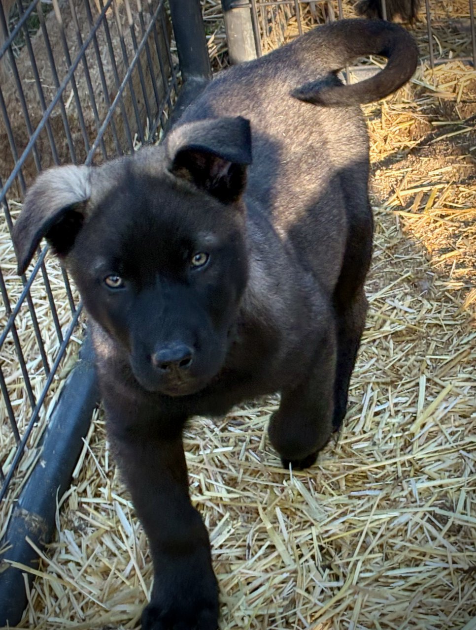 Big Dog Litter - 9 weeks old - Colossus9