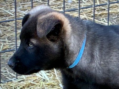 Big Dog Litter - 9 weeks old - Colossus10