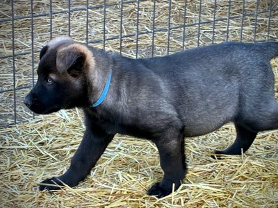 Big Dog Litter - 9 weeks old - Colossus10