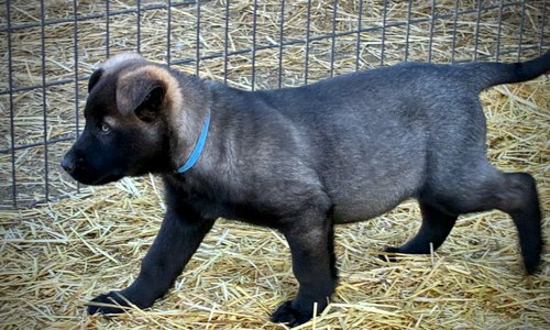 Big Dog Litter - 9 weeks old - Colossus10