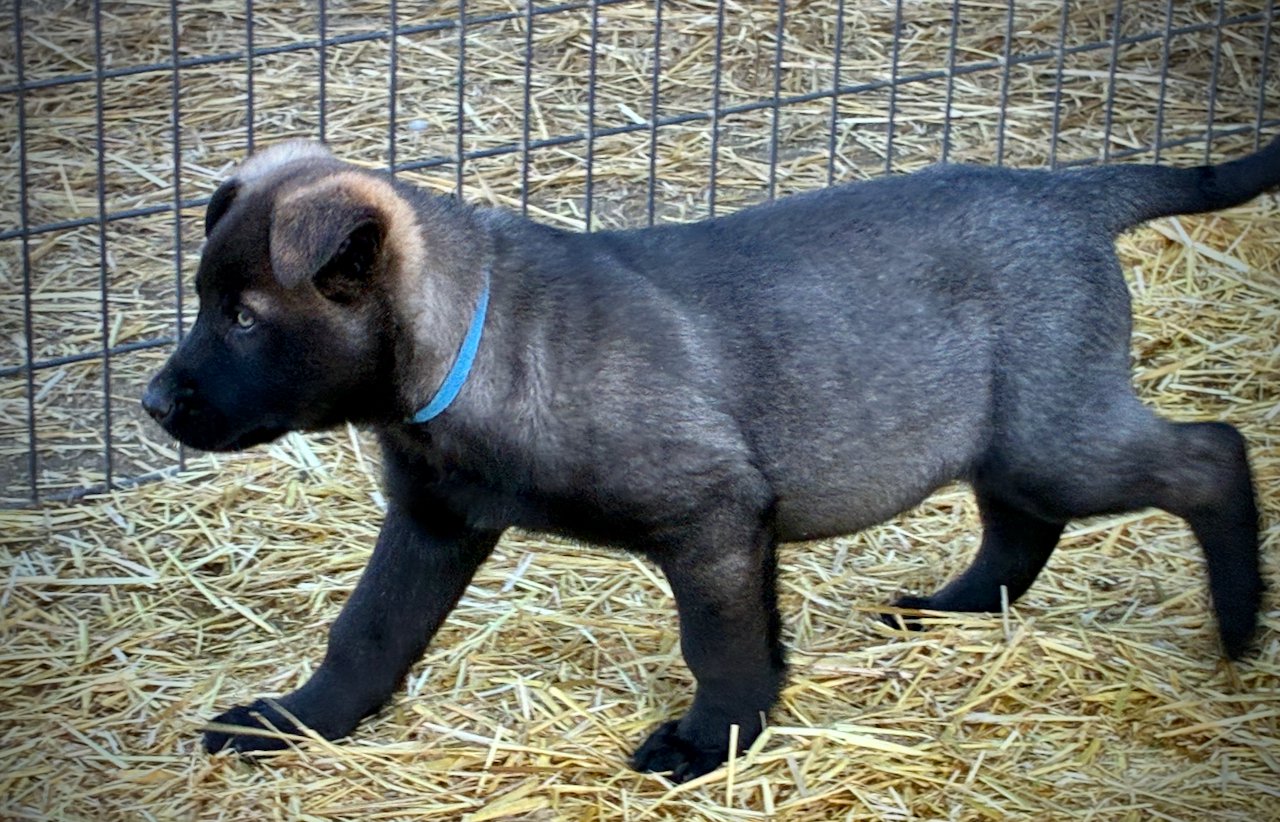 Big Dog Litter - 9 weeks old - Colossus10