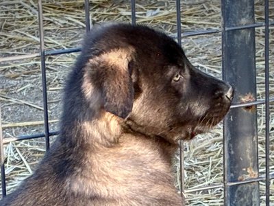 Big Dog Litter - 9 weeks old - Elektra5